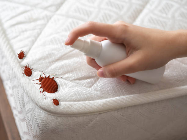 Best Termite Control Services  in Deer Park, OH