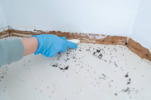 Best Flea Control Services  in Deer Park, OH